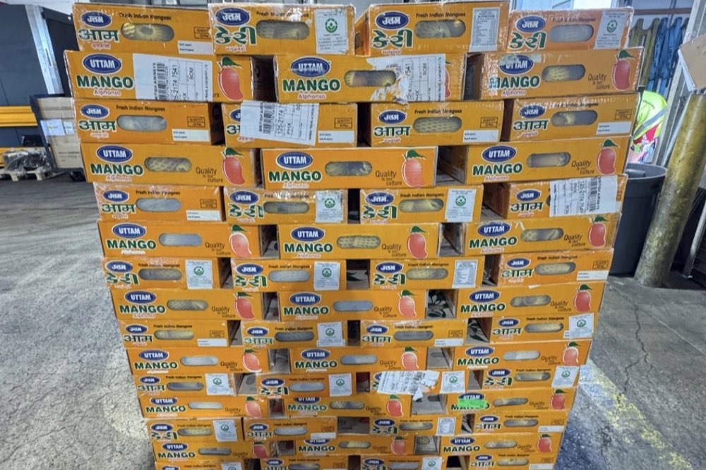 Fresh mango cartons stacked on a pallet for refrigerated transportation